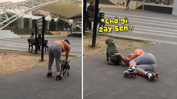 Chú chó bối rối khi cô chủ trượt patin ngã đè lên người