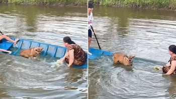 Chú chó bình tĩnh chờ thuyền chìm để bơi