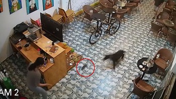 Chú chó đốn ngã cô chủ khi rượt bắt chuột