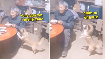 Chú chó năn nỉ ông cho miếng thịt