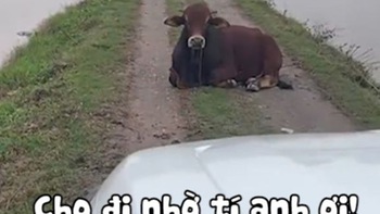 Chú bò lịch sự biết nhường đường cho tài xế ôtô