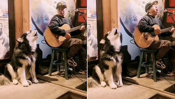 Chú chó Husky ngồi hát song ca cùng chủ