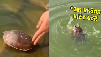 Rùa được phóng sinh nhưng lại 'cầu cứu vì không biết bơi'