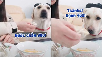 Chú chó đòi sen lấy bánh chấm nước mắm mới chịu ăn (P3)