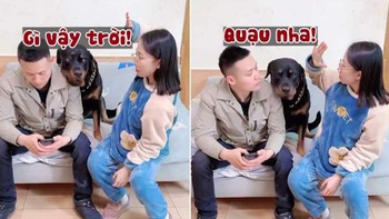 Chú chó bực mình khi cô chủ đùa nhây