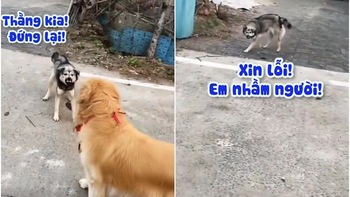 Chú chó sợ cong đuôi vì hổ báo nhầm đối tượng