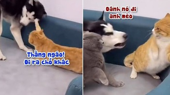 Husky gọi đồng đội hỗ trợ khi bị mèo đánh