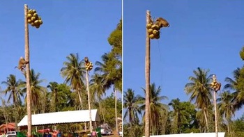 2 chú khỉ thi leo cây hái dừa
