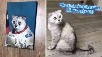 Chú mèo hoang mang khi thấy bức ảnh mình mặc áo phi hành gia