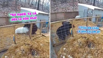 Gấu đen đột nhập vào chuồng bị lợn rượt chạy té khói