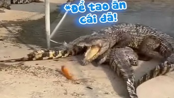 Cá sấu tức tưởi vì chưa kịp ăn đã bị đồng loại kéo xuống hồ