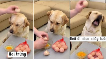 Chú chó nổi quạu khi sen mượn đầu để đập trứng