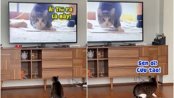 Chú mèo sợ đồng bọn trong tivi