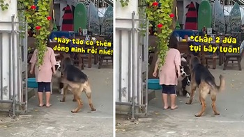 Bé gái và chó cưng đấu võ mồm với 2 chú chó hàng xóm