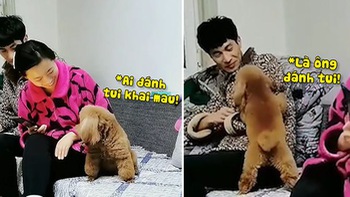 Chú chó nổi quạu hỏi tội chàng trai lén đánh mình