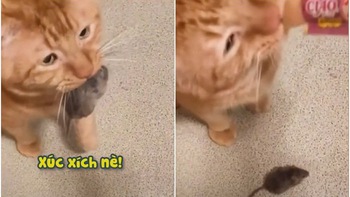 Mèo mếu máo vì mải ăn xúc xích để sổng mất chuột