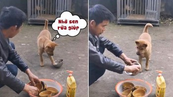 Chú chó cầm bát ra nhờ sen rửa