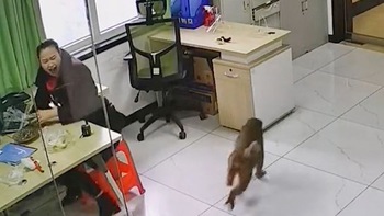 Nữ nhân viên la làng khi khỉ lẻn vào nhà trộm đồ ăn