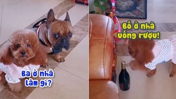 2 chú chó mách lẻo 'mẹ vắng nhà ba uống rượu'