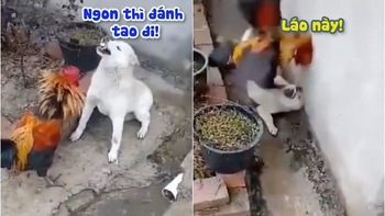 Chú chó ngang ngược bị gà trống đánh lên bờ xuống ruộng