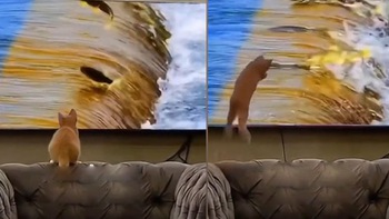 Mèo u đầu khi lao vào màn hình tivi để bắt cá