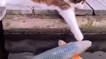 Chú mèo âu yếm với cá koi