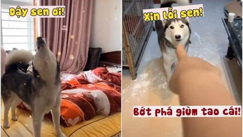 Cô chủ điên đầu với husky siêu quậy