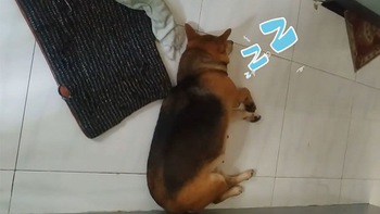 Chú chó ngủ say như chết khi trông nhà