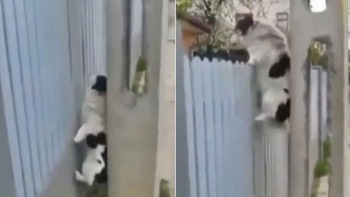 Gia chủ té ngửa với chú chó trốn đi chơi leo tường vào nhà