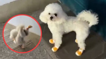 Chó Poodle xuống cầu thang bằng 2 chân cực nhanh