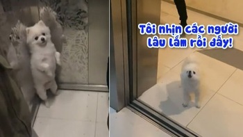 Chú chó sủa um xùm sau khi bước ra thang máy