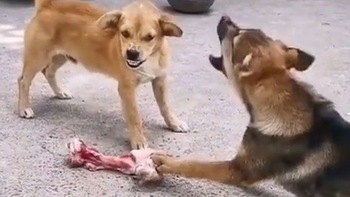 2 chú chó đánh nhau để giành cục xương