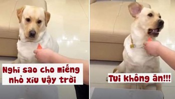 Chú chó ngậm đắng nuốt cay khi sen chia miếng dưa hấu thiên vị