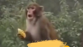 Chú khỉ nổi quạu khi du khách cho ăn kiểu bố thí