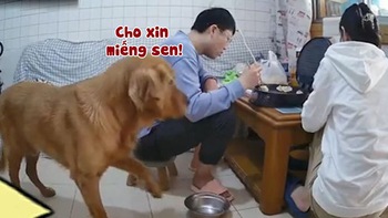 Chú chó cầm tô ngồi buồn vì sen không cho ăn