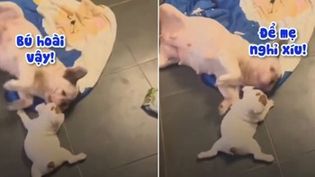 Chó mẹ bỡ ngỡ khi lần đầu cho con bú