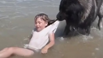 Bé gái tắm biển bị sặc nước bị chú chó lôi vào bờ