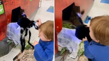 Cậu bé đánh nhện mô hình tới tấp vì bị dọa hoảng hồn