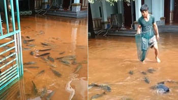 Hàng trăm con cá bơi vào sân sau cơn mưa lớn