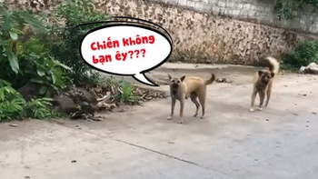 Chàng trai vứt xe đạp hù chó khi bị rượt