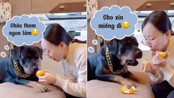 Chú chó năn nỉ sen cho miếng cam vì thèm quá chịu không nổi