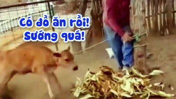 Chú bò quấn sen vào cột khi được cho ăn