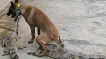 Chú chó tranh thủ ăn hiếp cá sấu bị rọ mõm