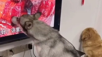 Chú chó cạp thức ăn trong tivi