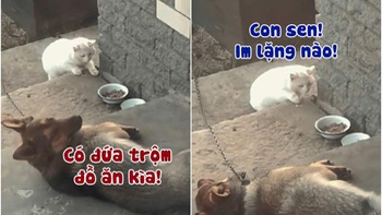 Mèo rón rén trộm đồ ăn bị chó rượt