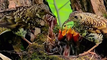 Khoảnh khắc chim bố mẹ nhịn ăn mớm mồi cho con