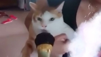 Chú mèo hát karaoke với cô chủ siêu hài