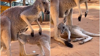 Kangaroo ngã dúi dụi khi cố chui vào túi mẹ