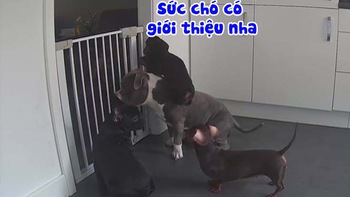 Chú chó làm bệ đỡ cho đồng bọn tẩu thoát