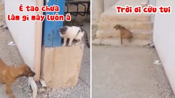 Mèo ngơ ngác vì bị chó ăn vạ